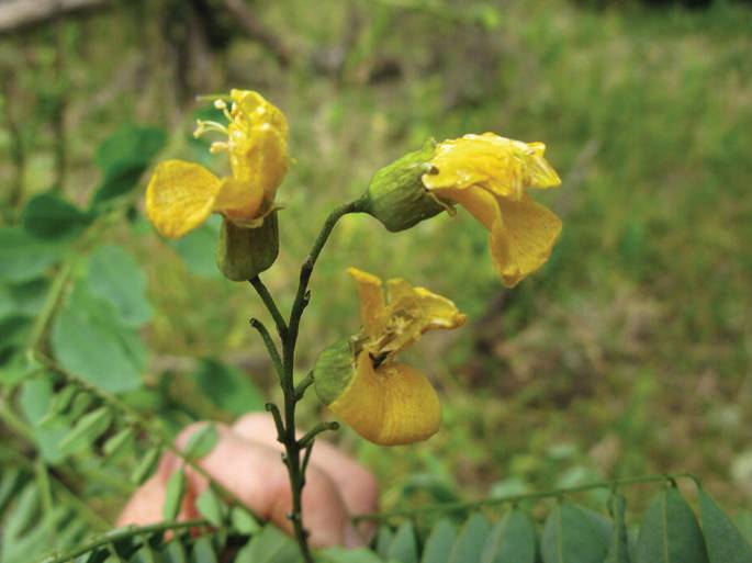 100 Caesalpinia volkensii Seeds, Yellow Flower Caesalpinia , - Seedsforgarden (1999-2024 ) .We Ship Seeds & Live Plants Worldwide 