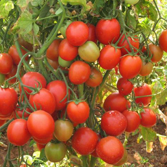 500 Tomato Saaho (TO 3251) F1 Hybrid Seeds by Syngenta ,टमाटर के बीज