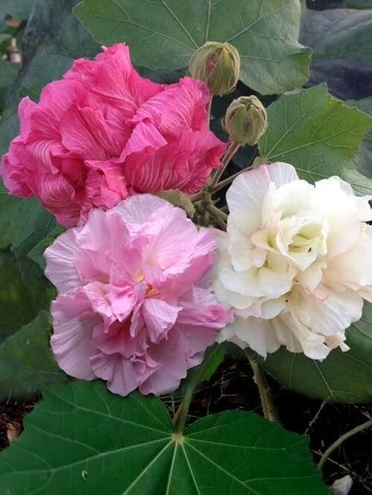 5 Live Hibiscus mutabilis Plants ,Confederate Rose Plants , Colour Changing Rose Plants , - Seedsforgarden (1999-2024 ) .We Ship Seeds & Live Plants Worldwide 