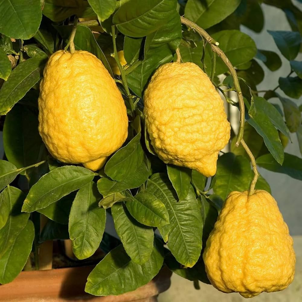 5 Citrus medica Plants, Ethrog Citron, With Phytosanitary Certificate - Botanika