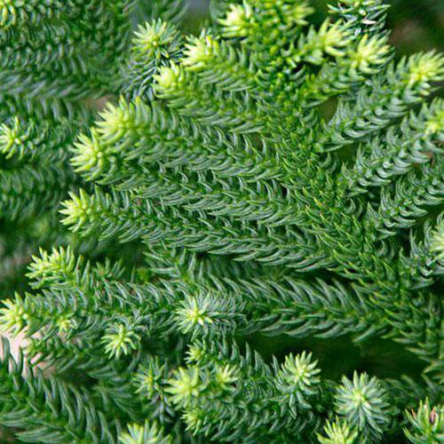 50 Araucaria cunninghamii Seeds,  Hoop pine. Queensland pine, - Seedsforgarden (1999-2024 ) .We Ship Seeds & Live Plants Worldwide 