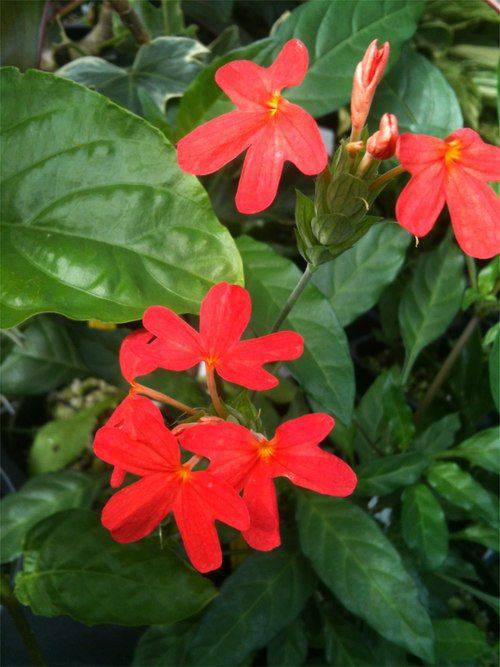 5 Crossandra Nile Queen Plants,  Red  Firecracker Plant , With Phytosanitary certificate - Seedsforgarden (1999-2024 ) .We Ship Seeds & Live Plants Worldwide 