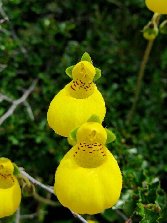 25 Calceolaria pinnata Seeds,Lady's purse, slipper flower and pocketbook flower, - Seedsforgarden (1999-2024 ) .We Ship Seeds & Live Plants Worldwide 