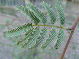5 Seeds Acacia gerrardii subsp. negevensis seeds - Seedsforgarden (Since 1999).We Ship Seeds & Live Plants Worldwide 