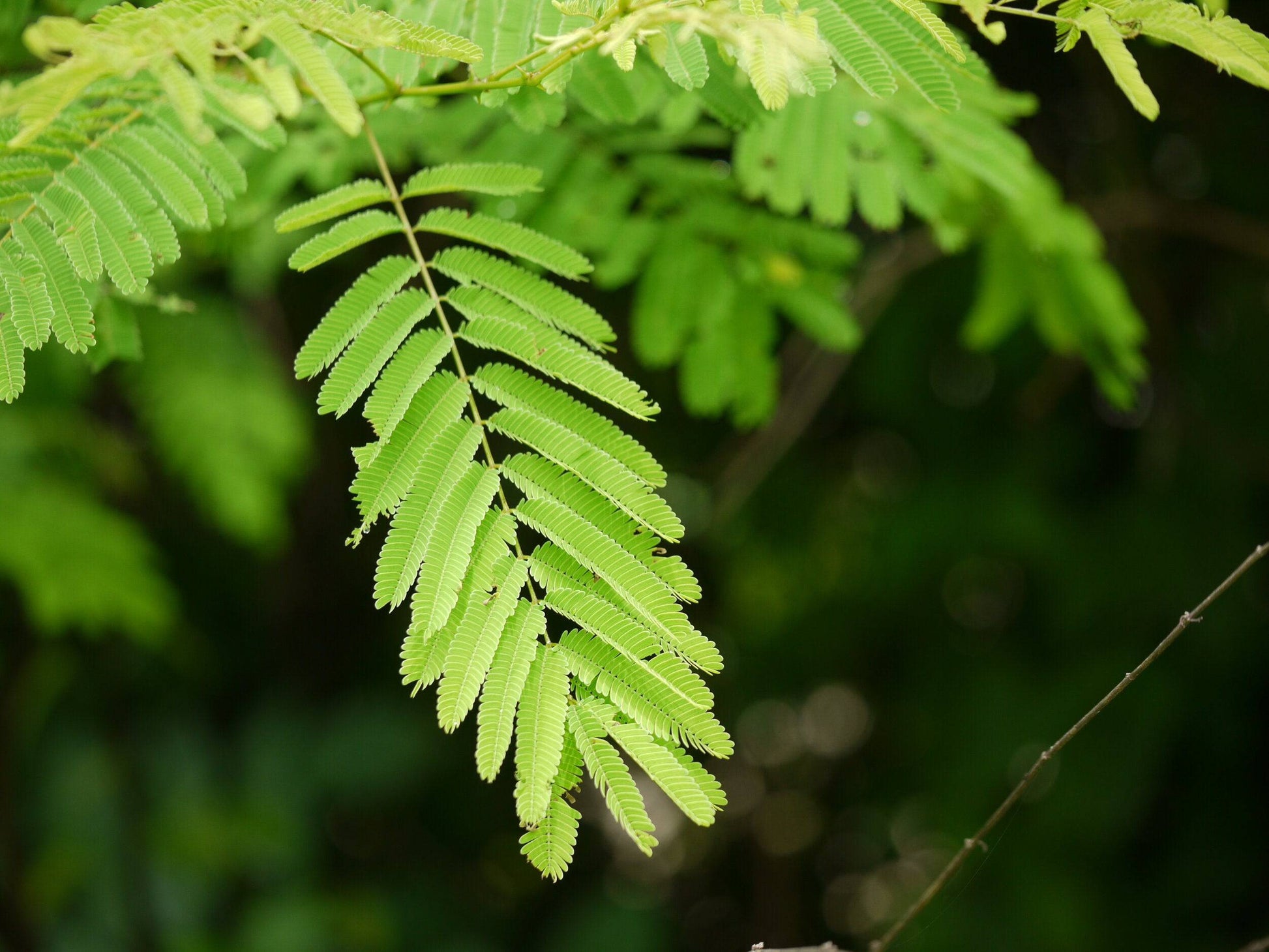 5 Live Acacia catechu Plants, Black Cutch Plants, Cutch tree, With Phytosanitary Certificate - Seedsforgarden (Since 1999).We Ship Seeds & Live Plants Worldwide 