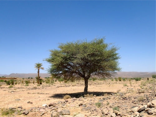 15 Acacia tortilis subsp. Raddiana Seeds