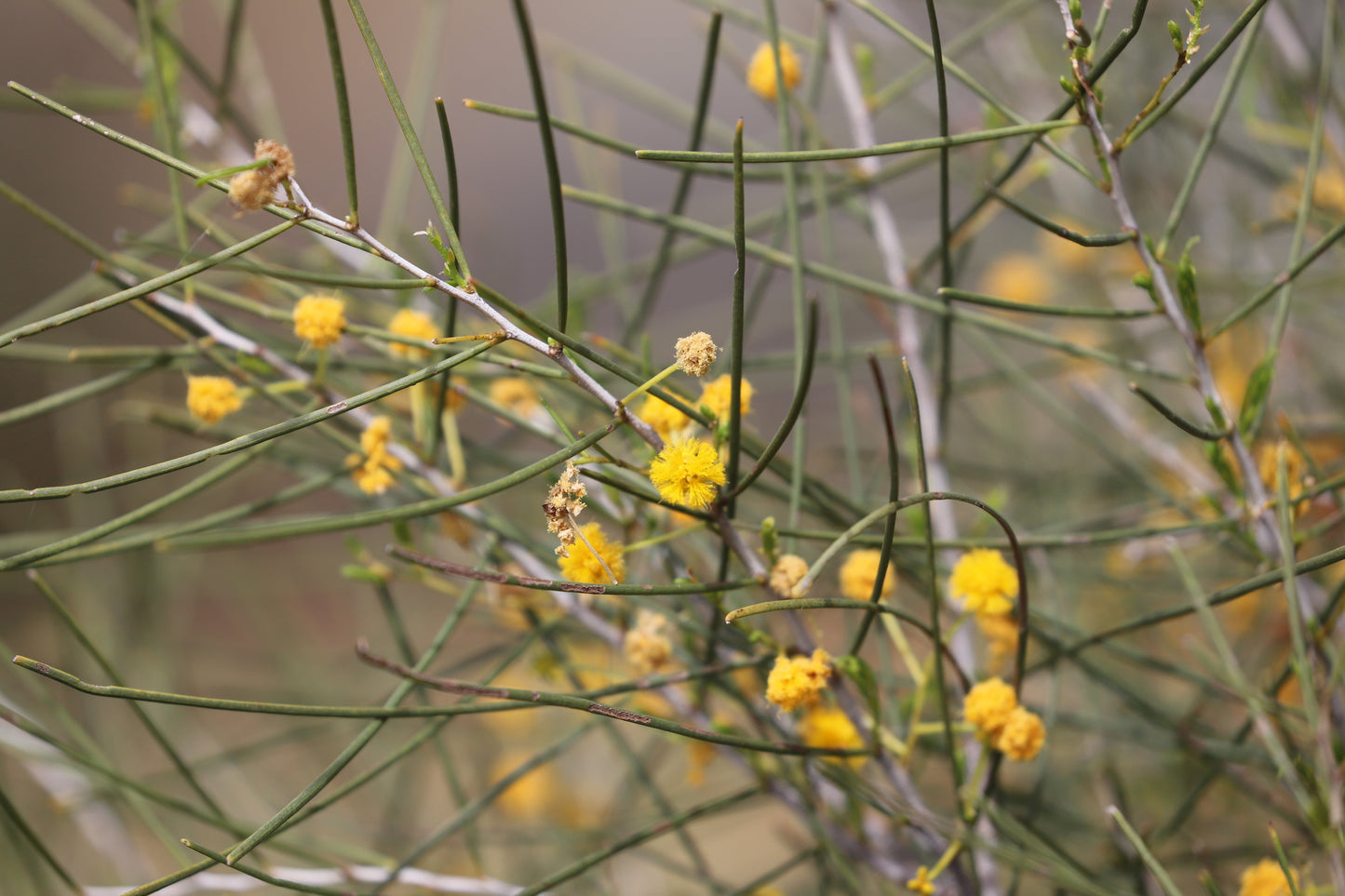 5 Acacia sclerosperma Seeds, Limestone Wattle Seeds, Silver Bark Wattle