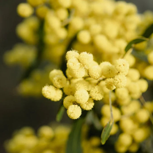 15 Acacia victoriae Seeds, Elegant Wattle Seeds,  Prickly Wattle