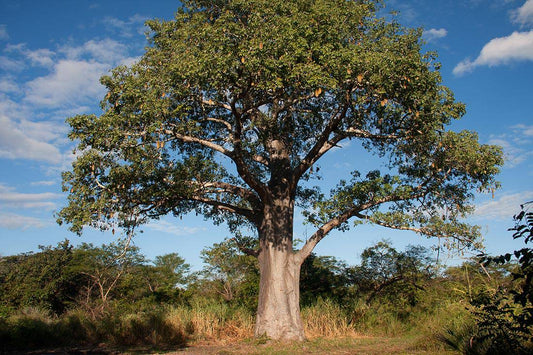 5 Adansonia digitata Plants , African Baobab Plants, With Phytosanitary Certificate - Seedsforgarden (Since 1999).We Ship Seeds & Live Plants Worldwide 