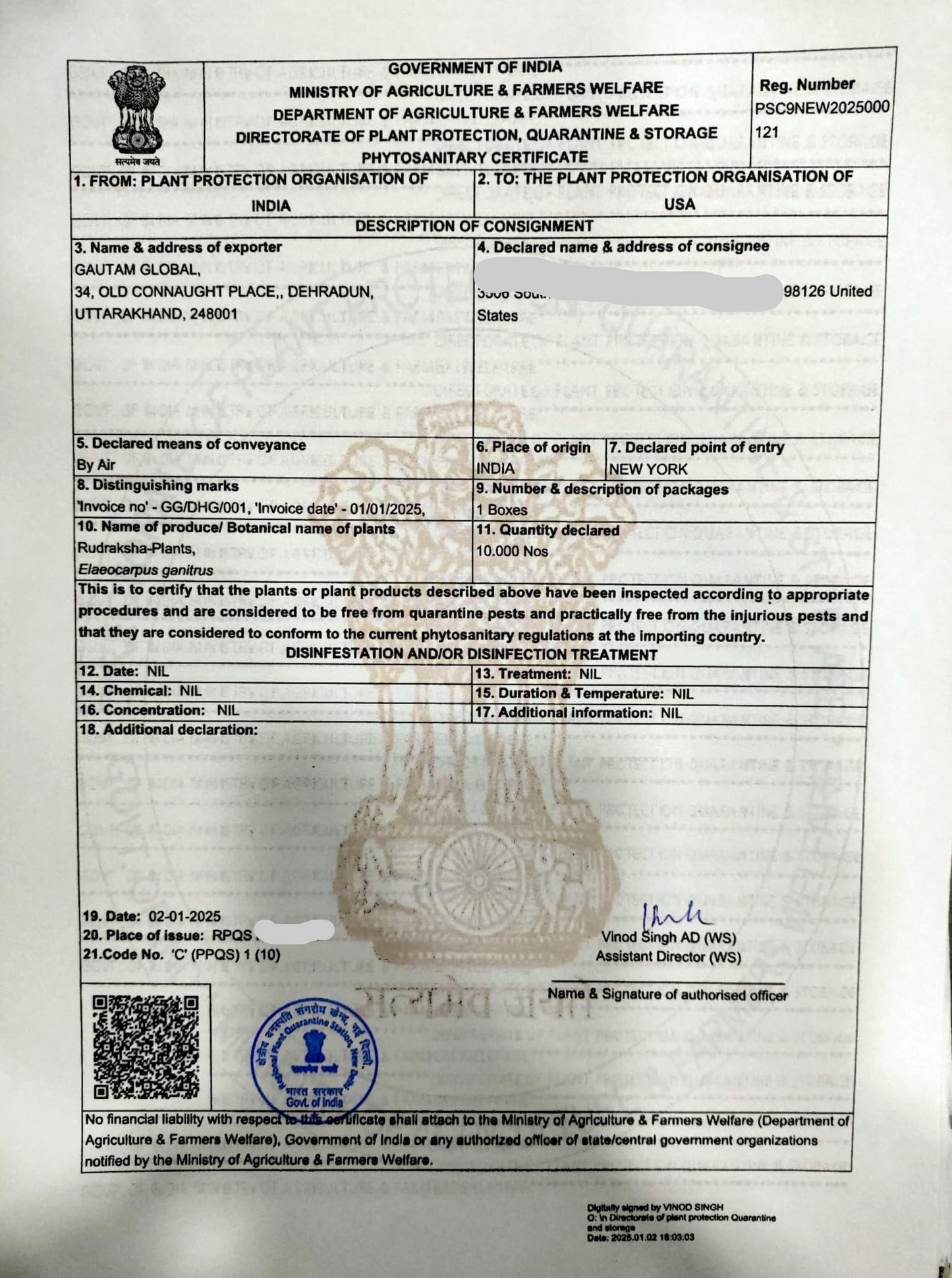 Rudraksha Plants  , Elaeocarpus ganitrus Plants.   Phytosanitary Certificate , UNITED STATES OF AMERICA - Seedsforgarden (1999-2024 ) .We Ship Seeds & Live Plants Worldwide 