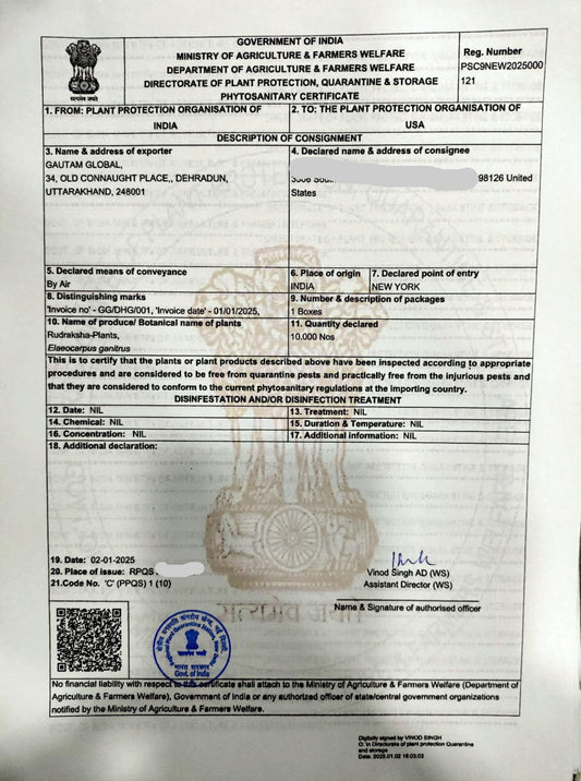 Rudraksha Plants  , Elaeocarpus ganitrus Plants.   Phytosanitary Certificate , UNITED STATES OF AMERICA - Seedsforgarden (1999-2024 ) .We Ship Seeds & Live Plants Worldwide 