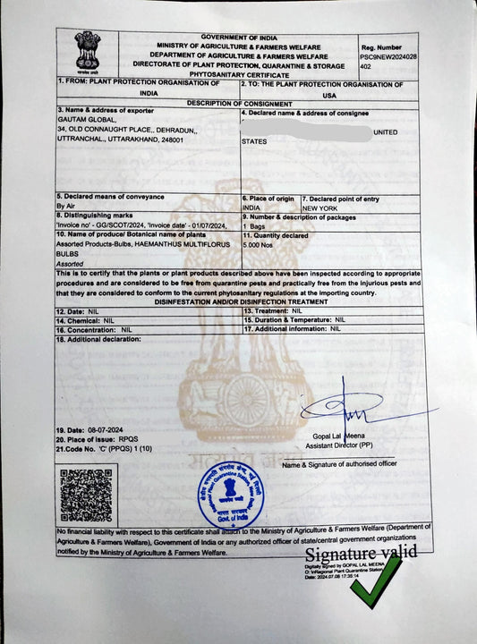 Scadoxus multiflorus Bulb, Football Lily Phytosanitary certificate,  ( USA ) - Seedsforgarden (1999-2024 ) .We Ship Seeds & Live Plants Worldwide 