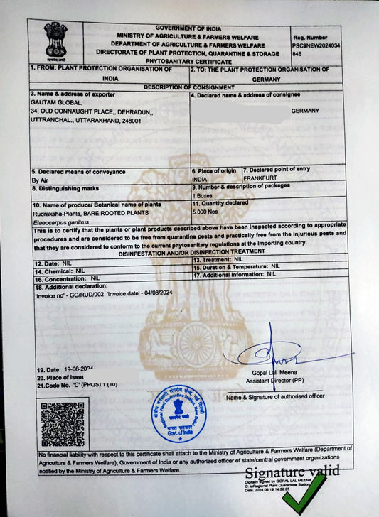 Elaeocarpus ganitrus Plants. Rudraksha Plants , Phytosanitary Certificate ( Germany ) - Seedsforgarden (1999-2024 ) .We Ship Seeds & Live Plants Worldwide 