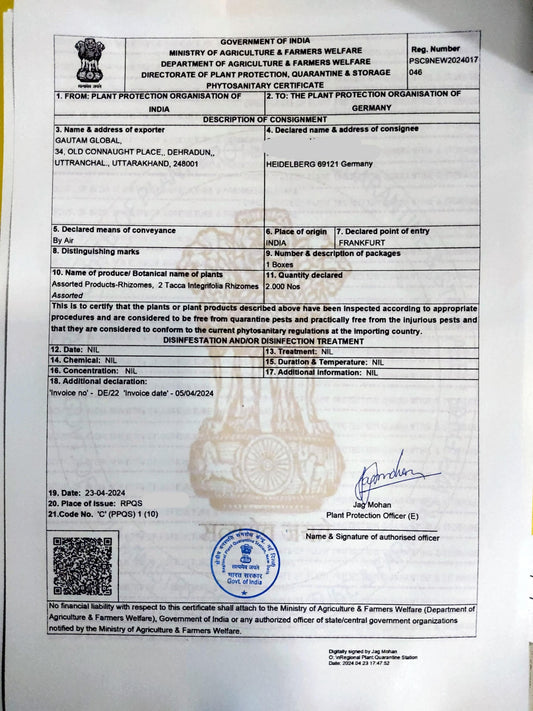 White bat flower Bulbs, Tacca integrifolia Phytosanitary certificate (Germany) - Seedsforgarden (1999-2024 ) .We Ship Seeds & Live Plants Worldwide 