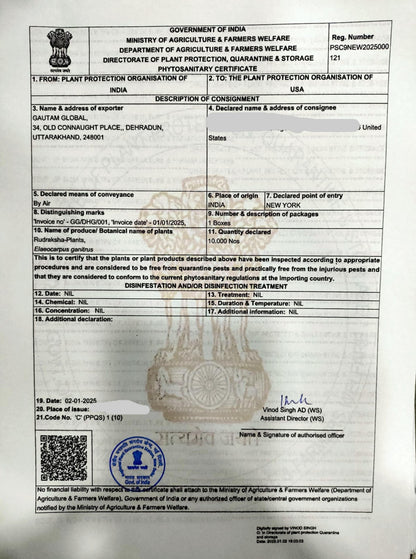 5 Live Elaeocarpus ganitrus Plants. Rudraksha Plants,With Phytosanitary certificates & Shipping Worldwide - Seedsforgarden (1999-2024 ) .We Ship Seeds & Live Plants Worldwide 