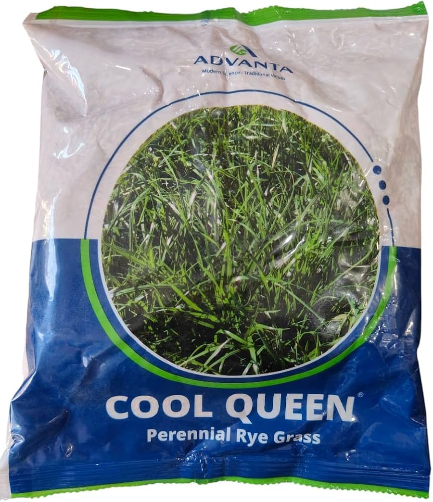 1 Kg Advanta Cool Queen Perennial Ryegrass Seeds ,With Phytosanitary Certificate