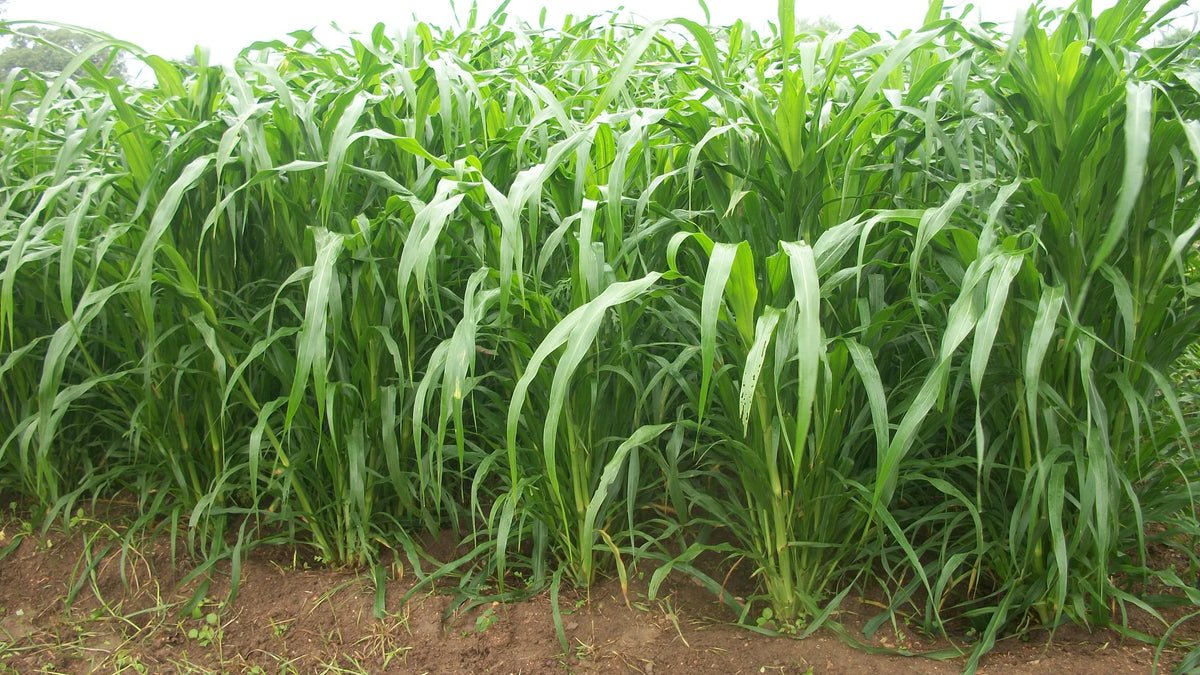 Advanta Nutrifeed Multicut Forage Pearl Millet Seeds , With Phytosanitary Certificate