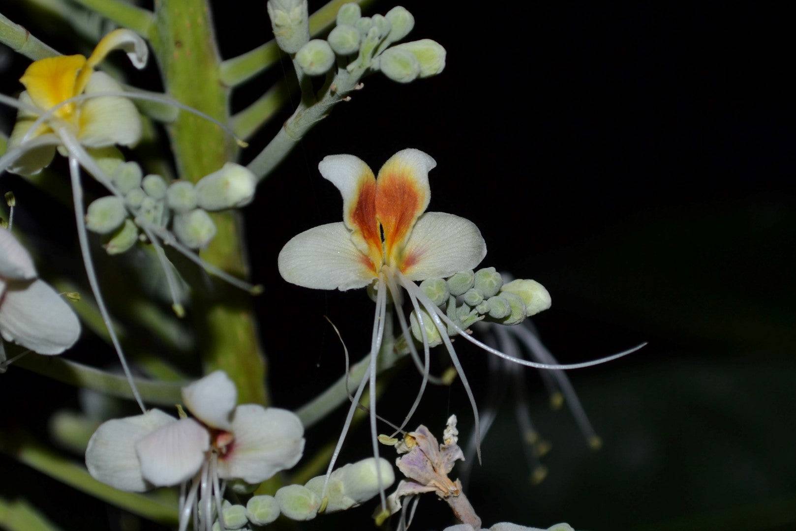 5 Live Aesculus Assamica Plants ,East Himalayan Horse Chestnut Plant, With Phytosanitary Certificate - Seedsforgarden (Since 1999).We Ship Seeds & Live Plants Worldwide 