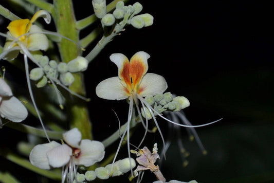 5 Live Aesculus Assamica Plants ,East Himalayan Horse Chestnut Plant, With Phytosanitary Certificate - Seedsforgarden (Since 1999).We Ship Seeds & Live Plants Worldwide 