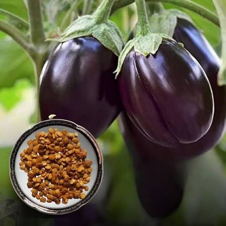 10 Grams Ajmeri F1 Hybrid Brinjal Seeds