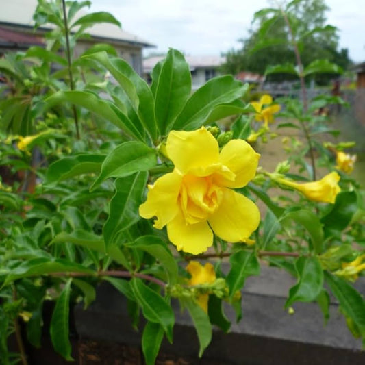 10 Allamanda Yellow Double Flower, Golden Trumpet Vine Plants