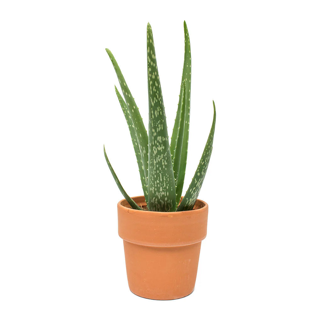 5 Aloe barbadensis miller Plants,  Aloe Vera Mini Plant, With Phytosanitary certificate