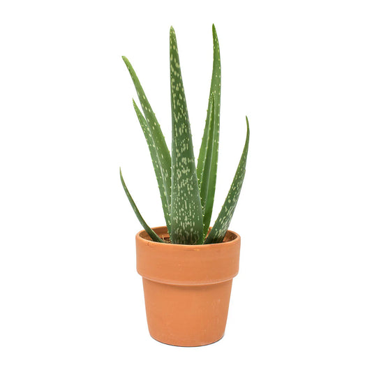 5 Aloe barbadensis miller Plants,  Aloe Vera Mini Plant, With Phytosanitary certificate
