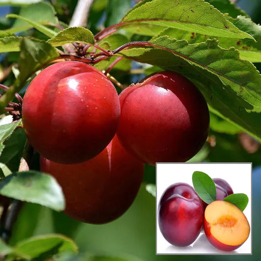 10 Prunus domestica Plants, Plum Fruit Plants, European Plum ,