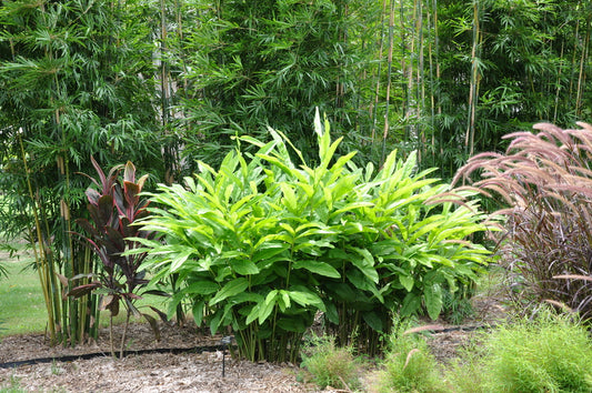 10 Alpinia Officinarum Rhizomes, Lesser galangal Rhizomes. With Phytosanitary certificate - Botanika