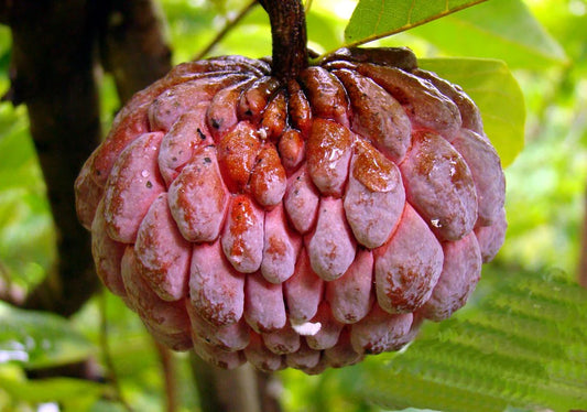 10 Annona squamosa Plants, Red Custard Apple, Red Sugar Apple,