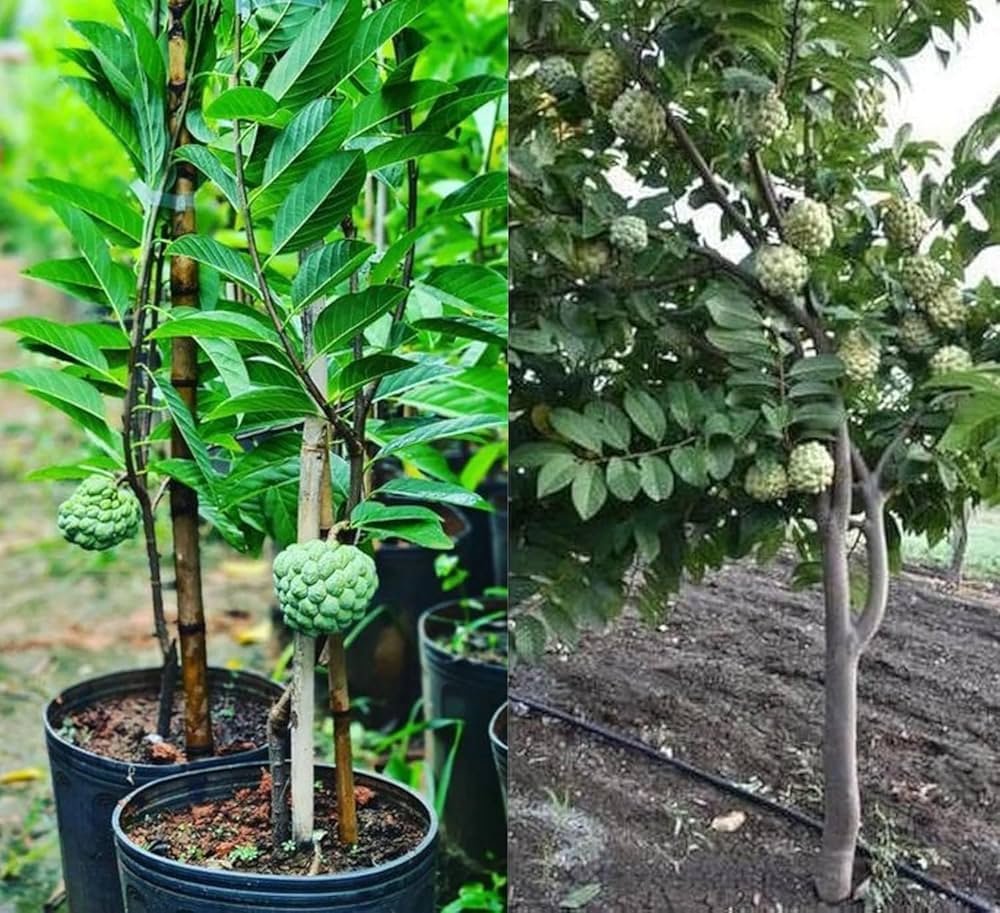 10 Annona squamosa Plants , Sugar Apple Plants,  With Phytosanitary certificate