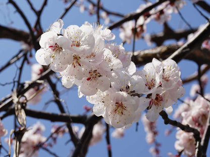 10 Apricot Fruit Plants, Prunus armeniaca Plants,