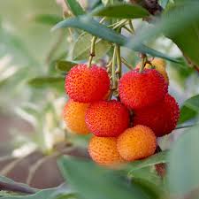 25 Arbutus Unedo Seeds, Dwarf Strawberry Tree Seeds,