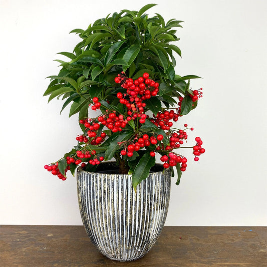 10 Ardisia crenata Plants, Christmas Berry , Coral Berry Plants