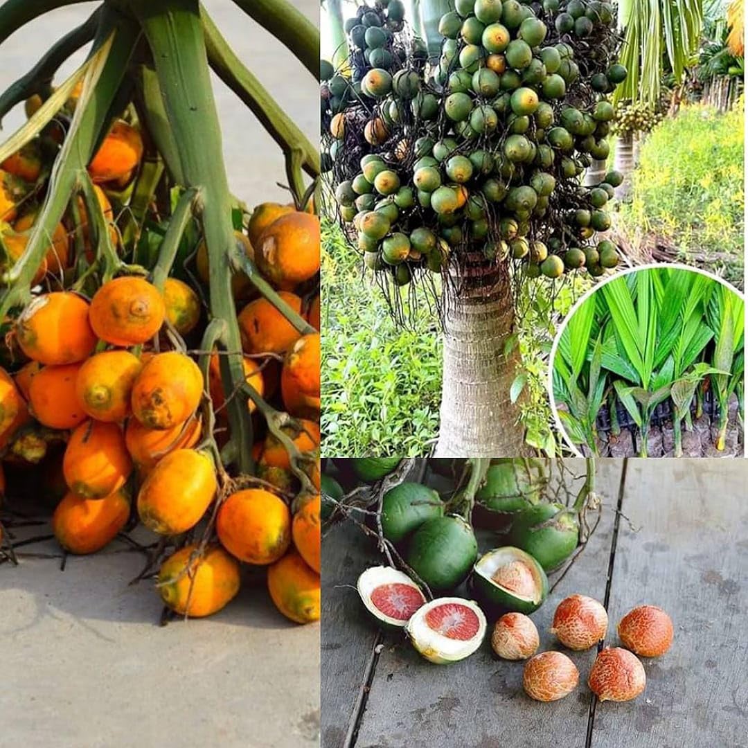 10 Areca catechu (Mangala Hybrid) Plants, Kamuke Areca  Plants