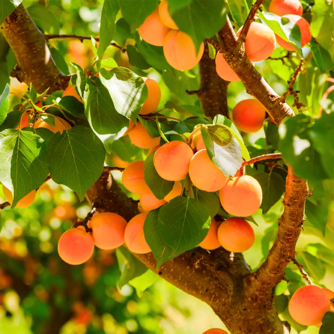 10 Apricot Fruit Plants, Prunus armeniaca Plants,