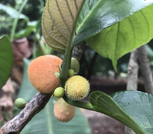 5 Live Artocarpus Lacucha  Plants, Lakoocha Plants , Monkey Jack Plants, With Phytosanitary Certificate - Seedsforgarden (Since 1999).We Ship Seeds & Live Plants Worldwide 