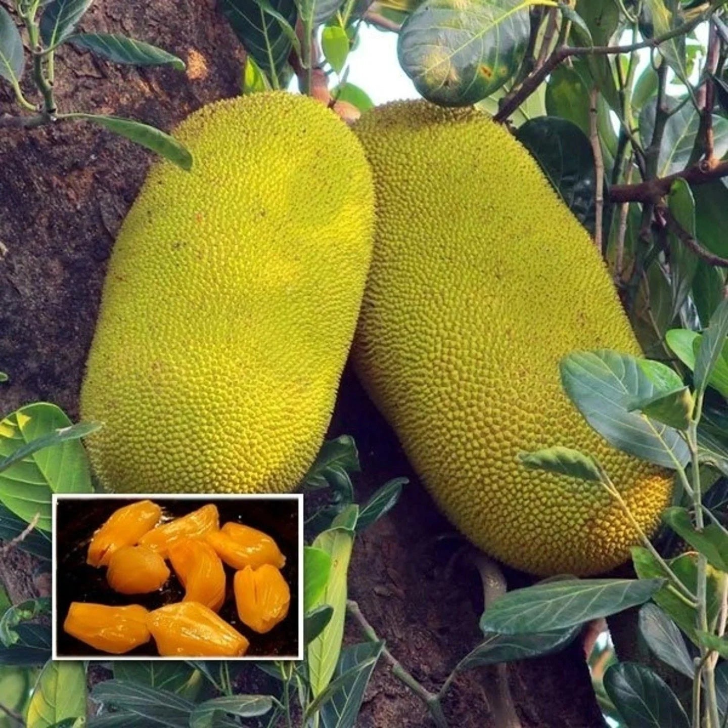 10 Artocarpus Heterophyllus Seedless  Jackfruit Plants,