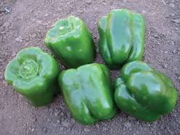 1000 Asha F1 Hybrid Green Bell Pepper Seeds,