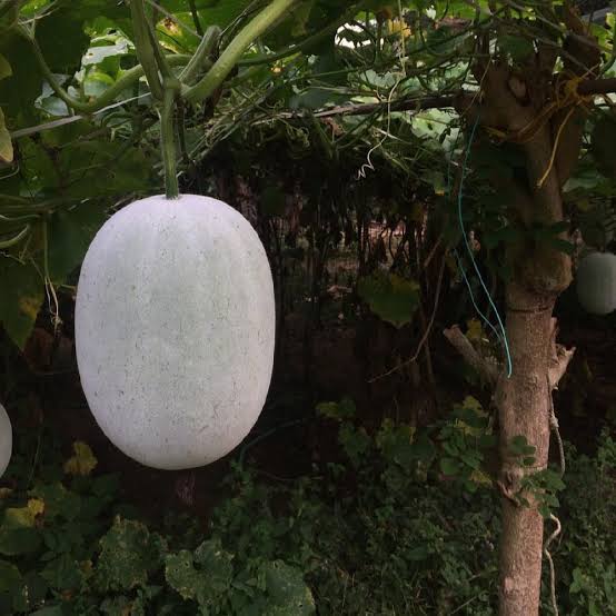 10 Grams Ashish F1 Hybrid Ash Gourd Seeds | Winter Melon Wax Gourd |