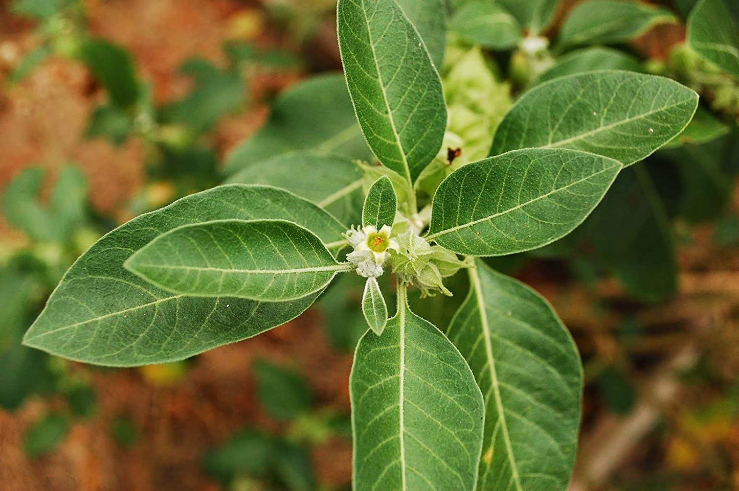 10 Live Ashwagandha Plants,  Withania somnifera Plants, With Phytosanitary certificate
