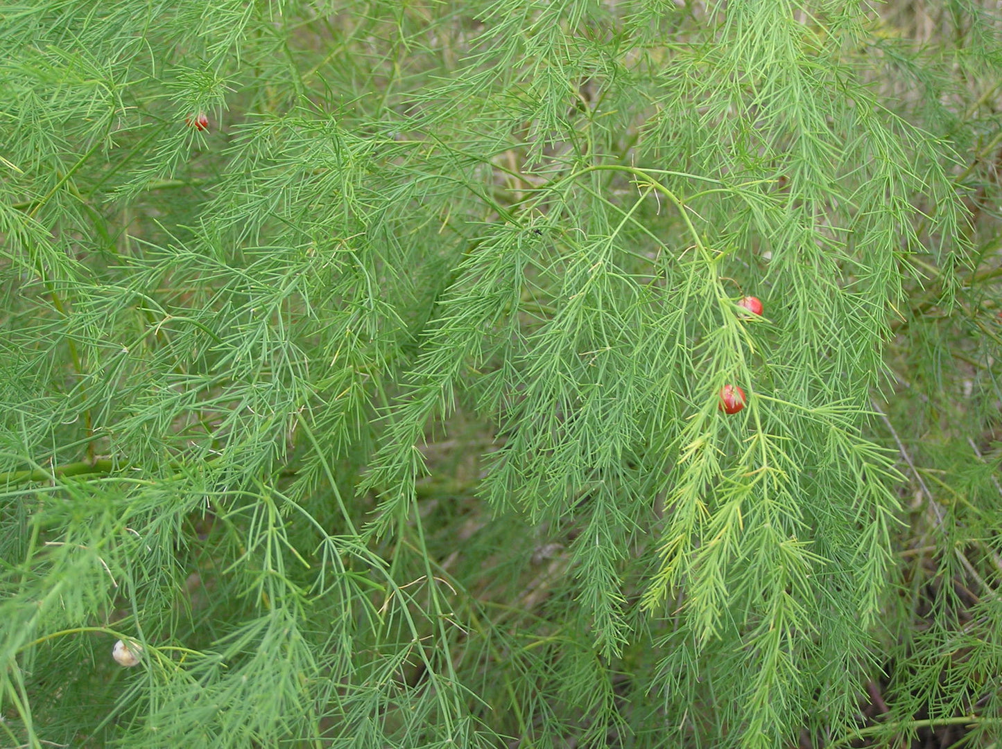 20 Asparagus officinalis Seeds  ,Garden Asparagus Seeds
