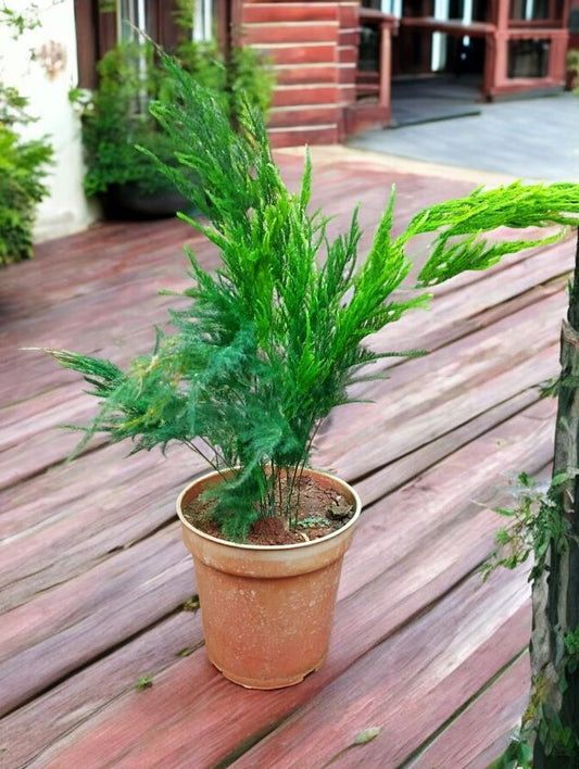 20 Asparagus setaceus 'Pyramidalis' Seeds, Asparagus Pyramidalis Seeds