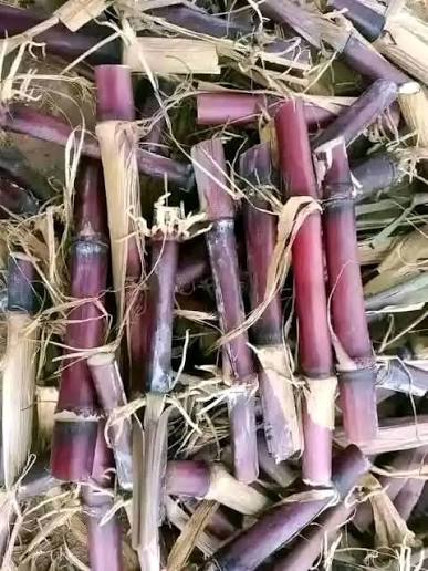 1000 Australian Full Red Napier Grass Cuttings, With Phytosanitary Certificate