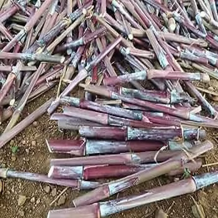 1000 Australian Full Red Napier Grass Cuttings, With Phytosanitary Certificate