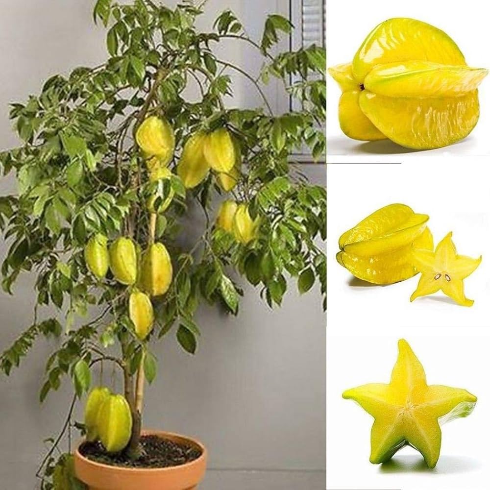 10 Averrhoa carambola Plants – Sweet Star Fruit Plant (Carambola Plant)