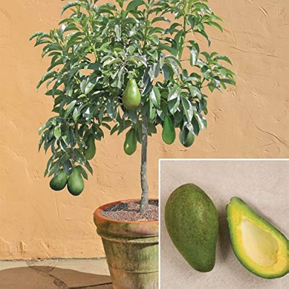 10 Avocado Plant, Persea americana, Butter Fruit Plant, Alligator Pear