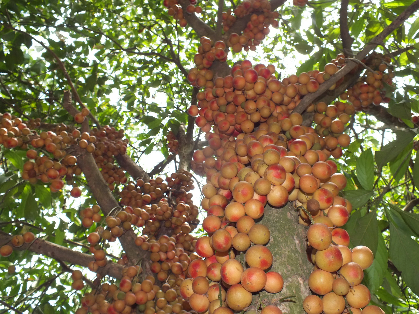 10 Baccaurea motleyana  Plants,  Rambai Plants, With Phytosanitary certificate