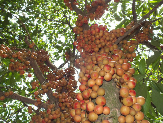 10 Baccaurea motleyana  Plants,  Rambai Plants, With Phytosanitary certificate