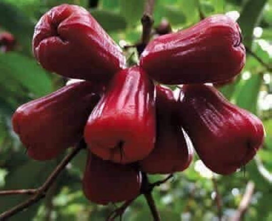 5 Bali Chamba Water Apple Fruit Plant ,Syzygium Samarangense With Phytosanitary certificate - Botanika